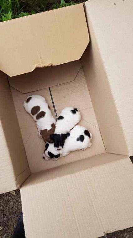 Belgische organisatie SHIN redt Spaanse honden van de dood