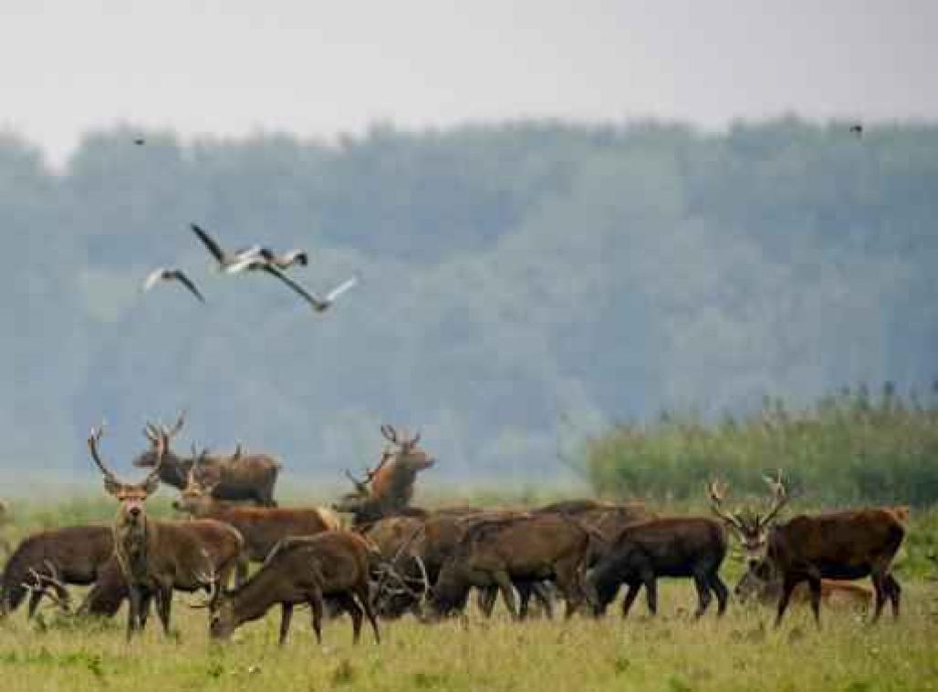 Nederlands natuurreservaat moet bijna 1.000 edelherten afmaken