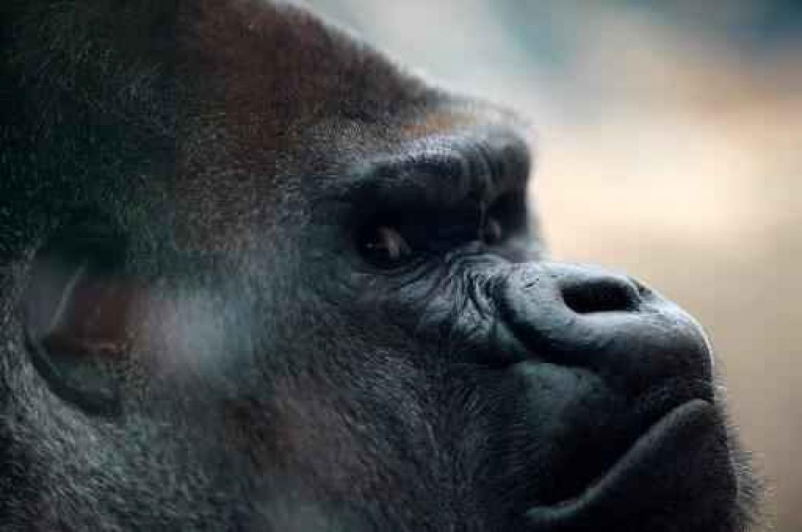 Meer in het wild levende gorilla's en chimpansees dan werd aangenomen