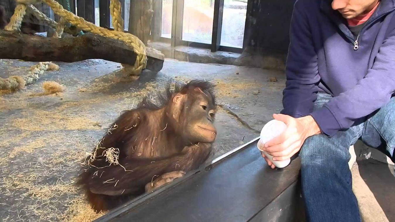 Orang-oetan slaat steil achterover van goocheltruc