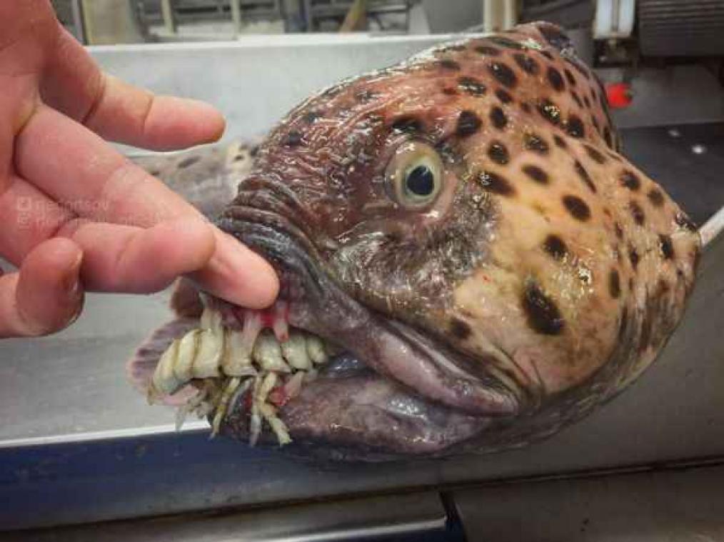 OMG! Visser haalt gruwelijke monsters boven water