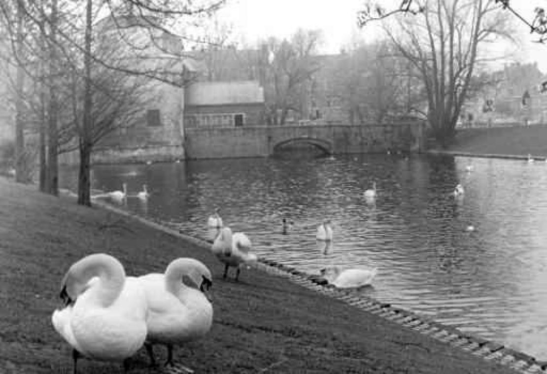 Opnieuw zwaneneieren gestolen in Brugge
