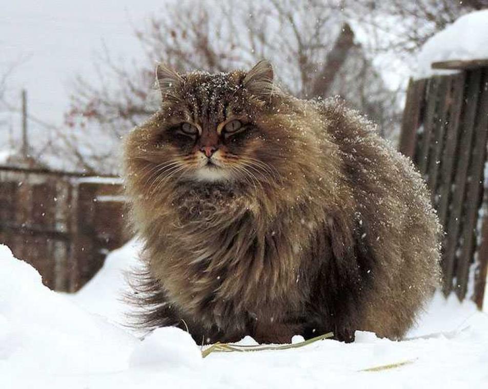 Dit zijn de meest pluizige katten ter wereld