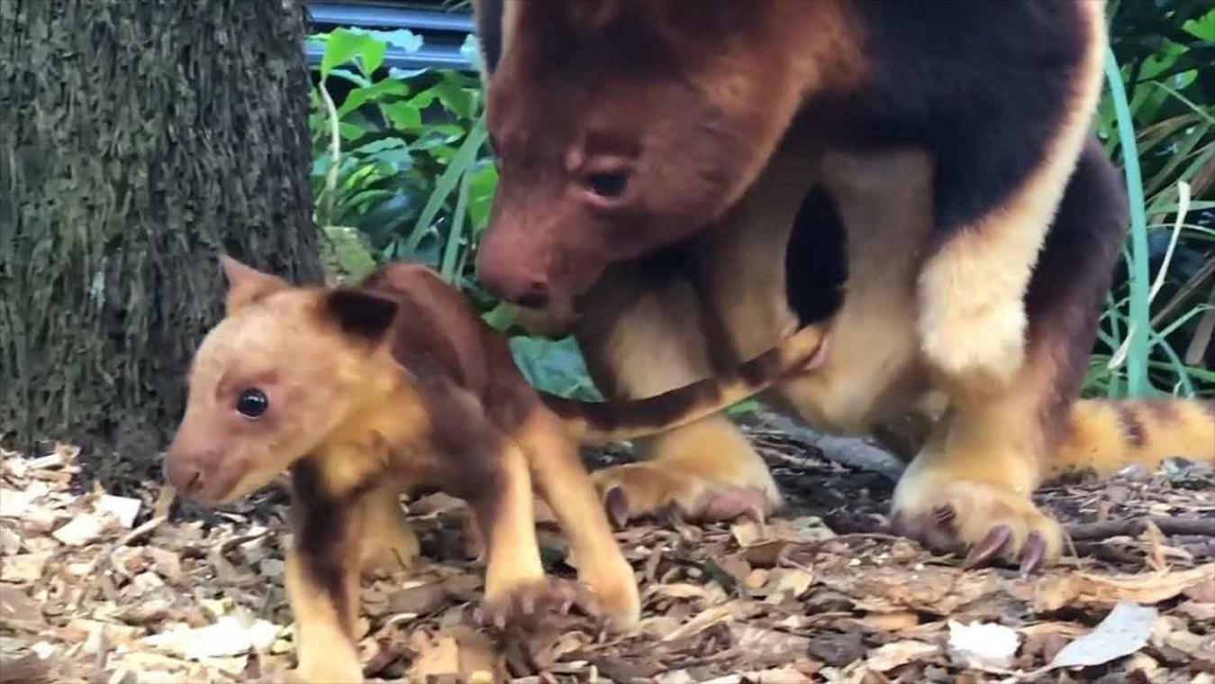 VIDEO. Babykangoeroe komt voor het eerst uit buidel