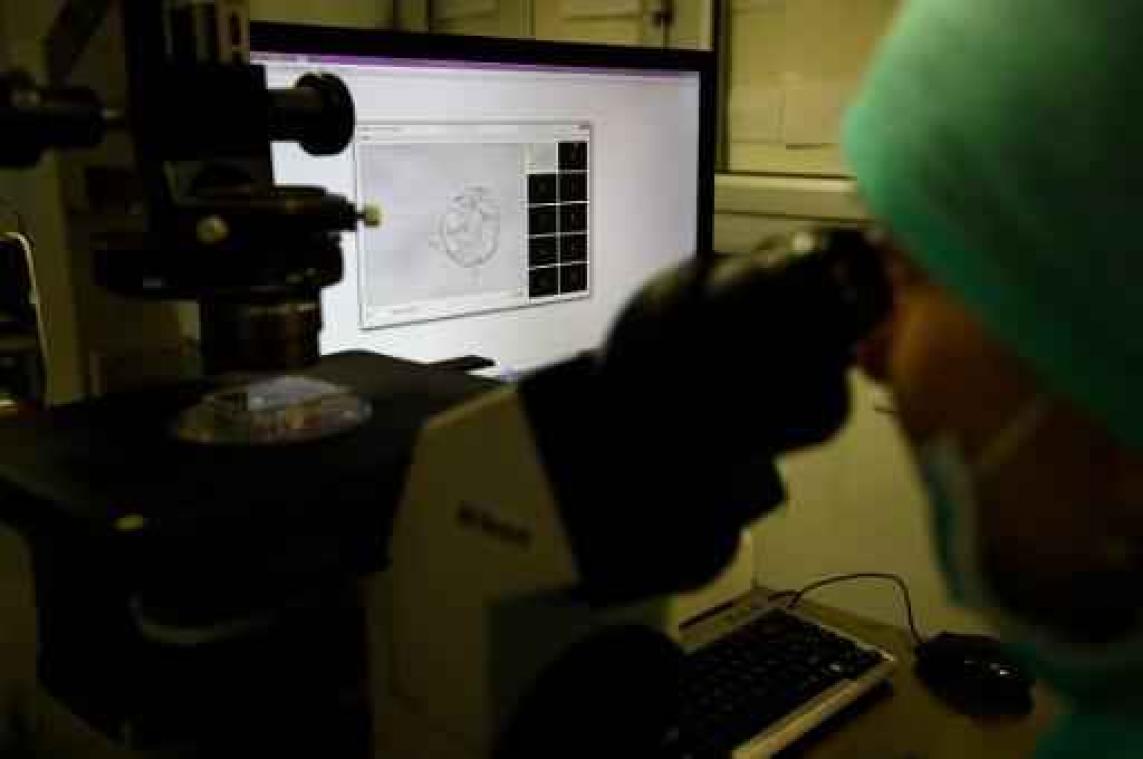 Onderzoekers maken modelembryo uit stamcellen