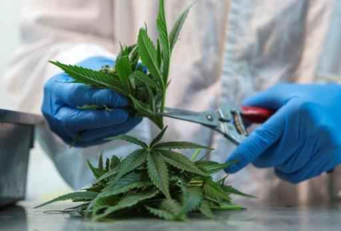 Eerste legale cannabisplantage gepland in Limburg