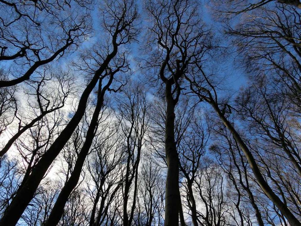 Hooikoortsgevaar door zachte temperaturen