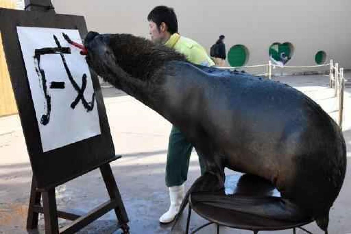 Antwerpse Zoo hervat volgende week zeeleeuwenshows