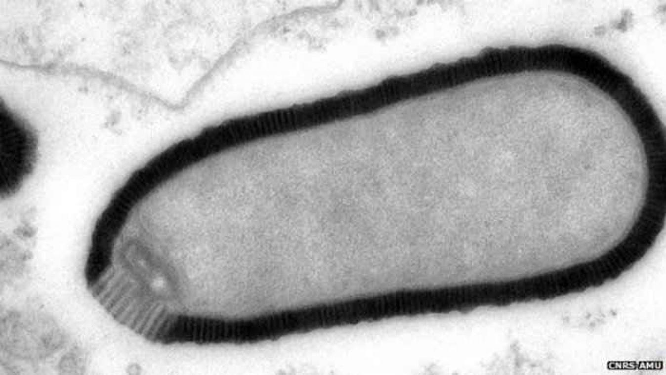 Gigantisch virus van 30.000 jaar oud komt terug tot leven