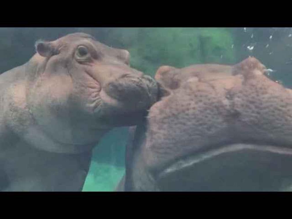 VIDEO. Nijlpaardje geeft mama dikke kus