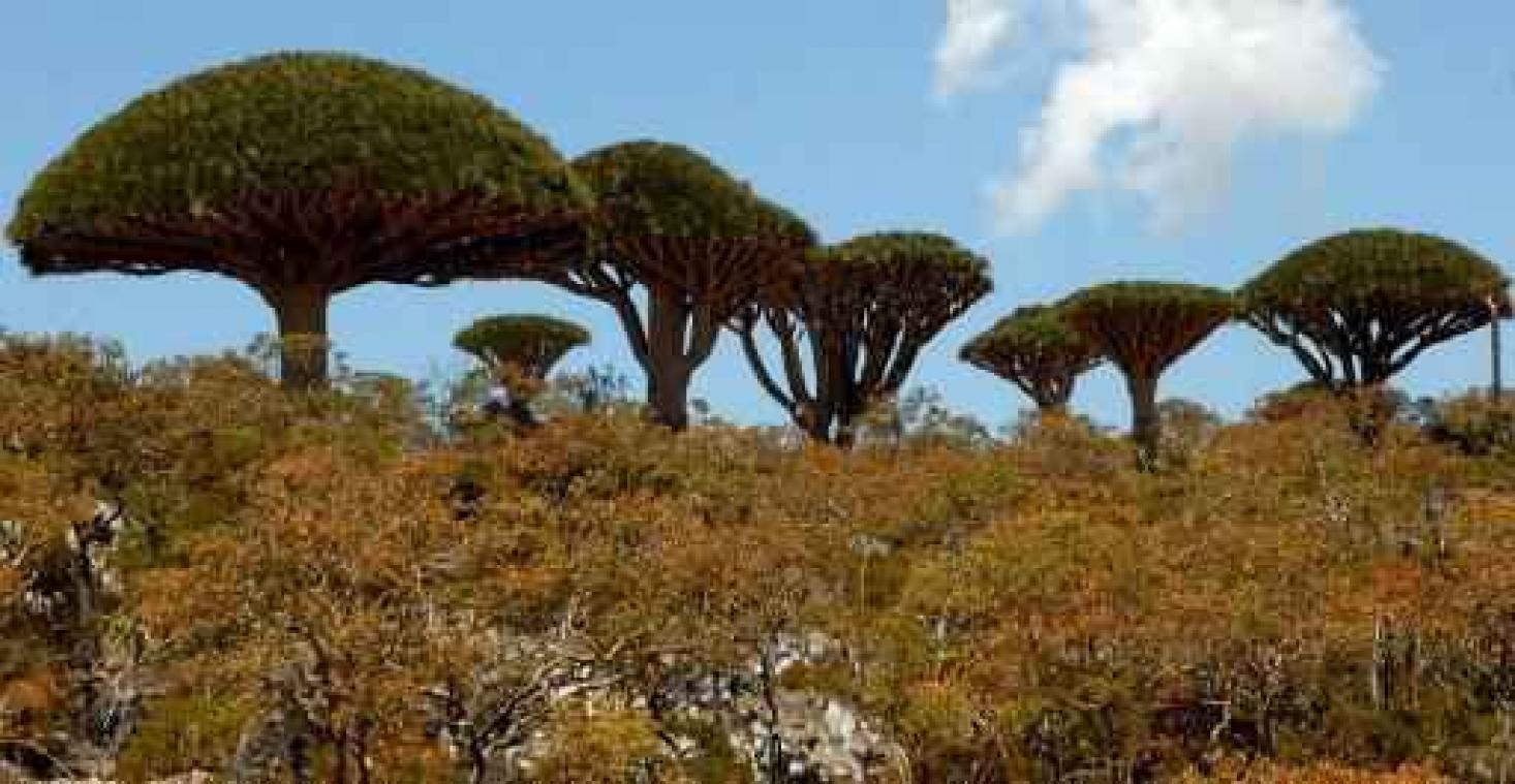 Conflict rond Jemenitisch eiland: regering versterkt militaire aanwezigheid op Socotra