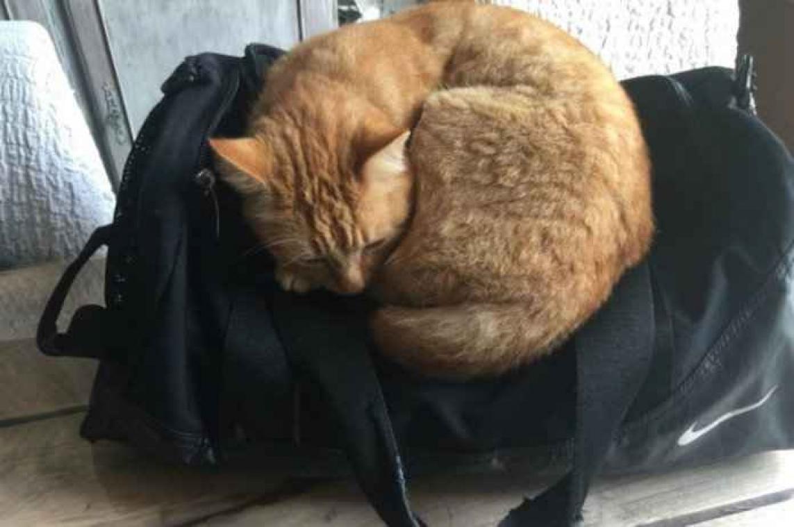 Leuvense kat vindt op een dag de job van haar leven