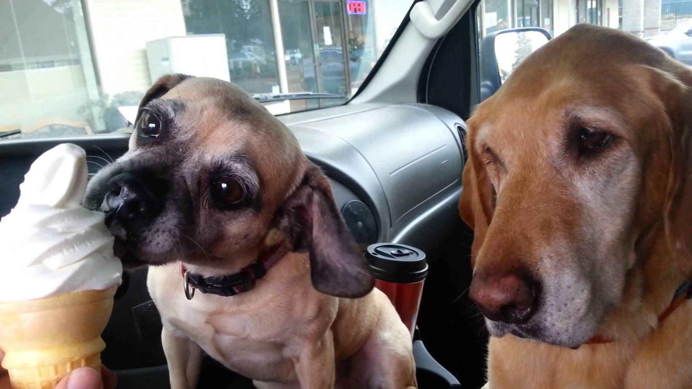 Twee honden delen een ijsje