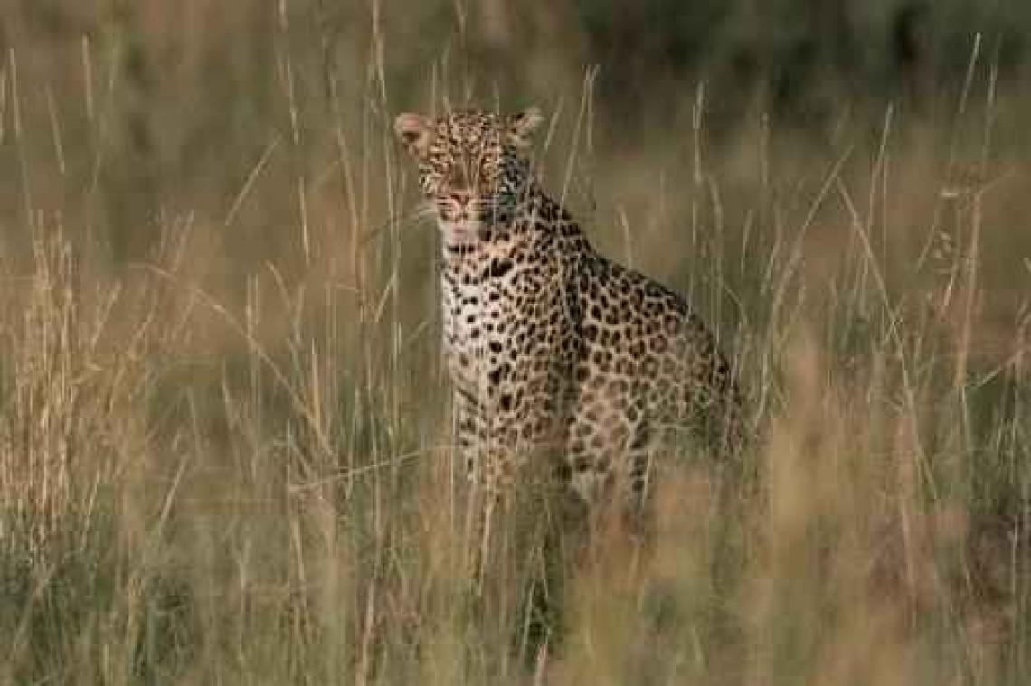 Kind verslonden door luipaard in nationaal park in Oeganda