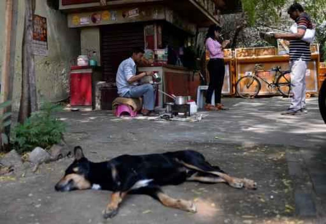 Zes kinderen door wilde honden verscheurd in India