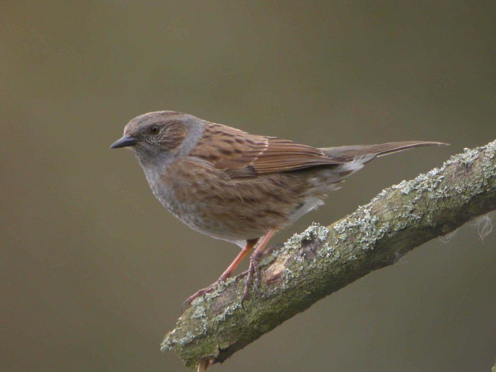 Heggenmus is vogel van het jaar