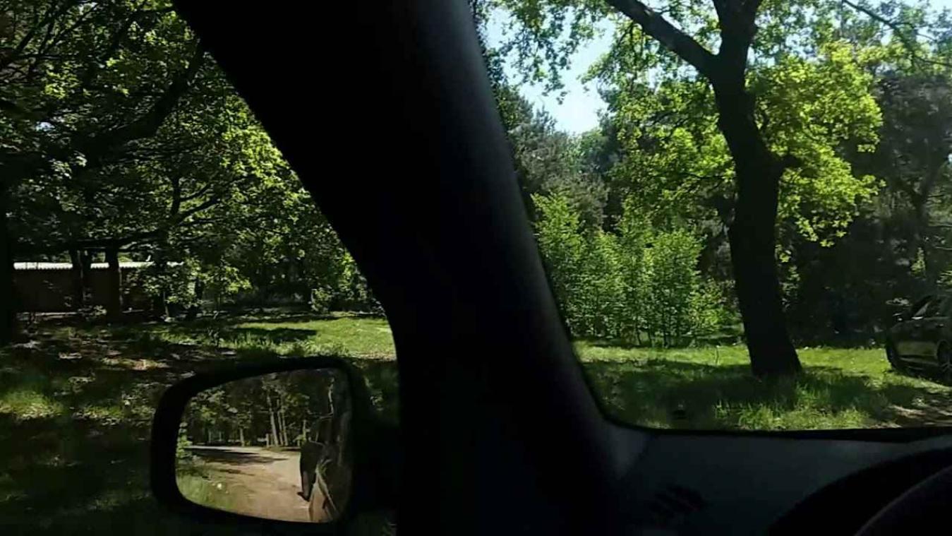 VIDEO. Toeristen ontkomen in Beekse Bergen nipt aan jachtluipaard