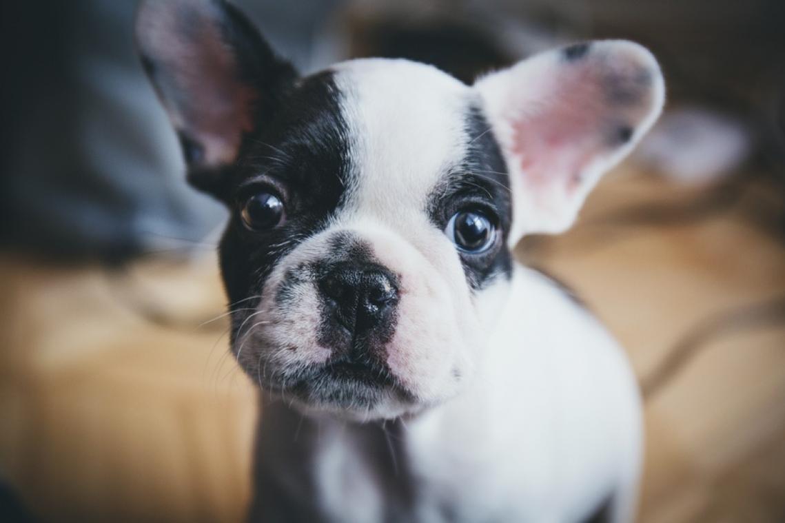 Brussels Airport opent anti-stress center voor honden