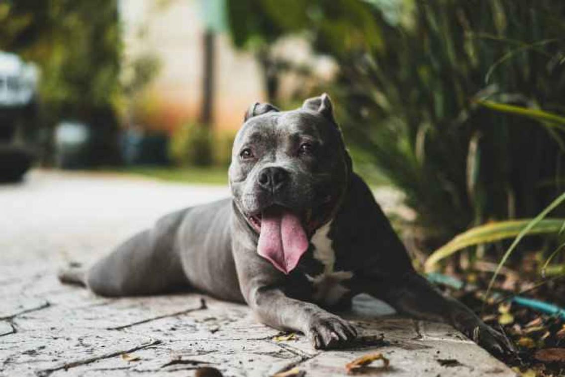 Man wordt neergeschoten door eigen hond
