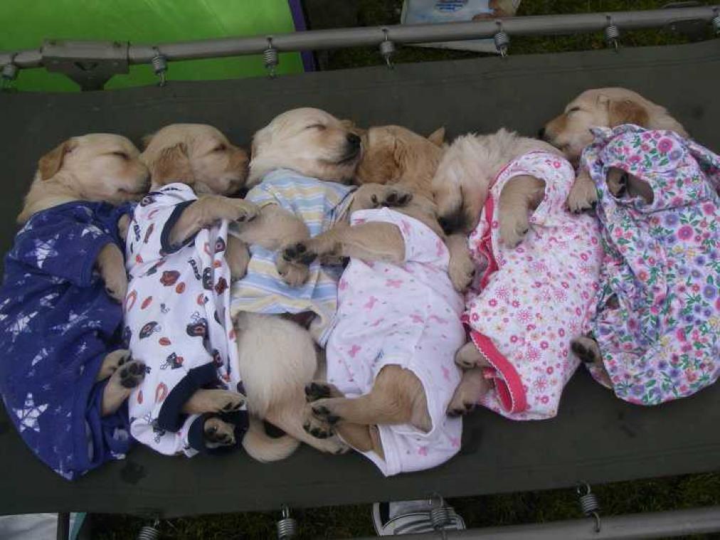 Deze dieren in pyjama geven je zin om onder de wol te kruipen
