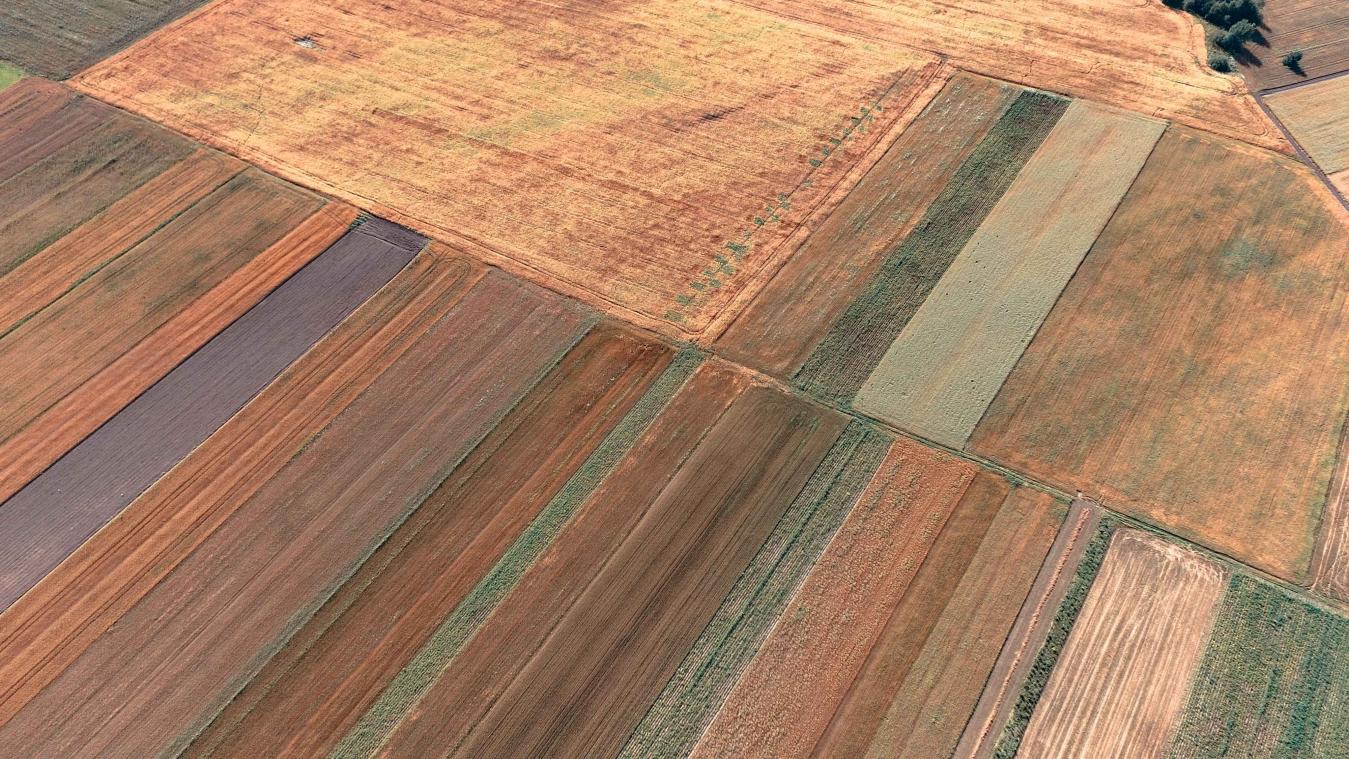 Een plantaardig dieet kan honger uit de wereld helpen