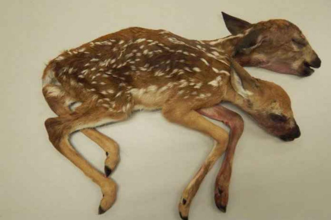 Wandelaars ontdekken tweekoppige bambi in bos