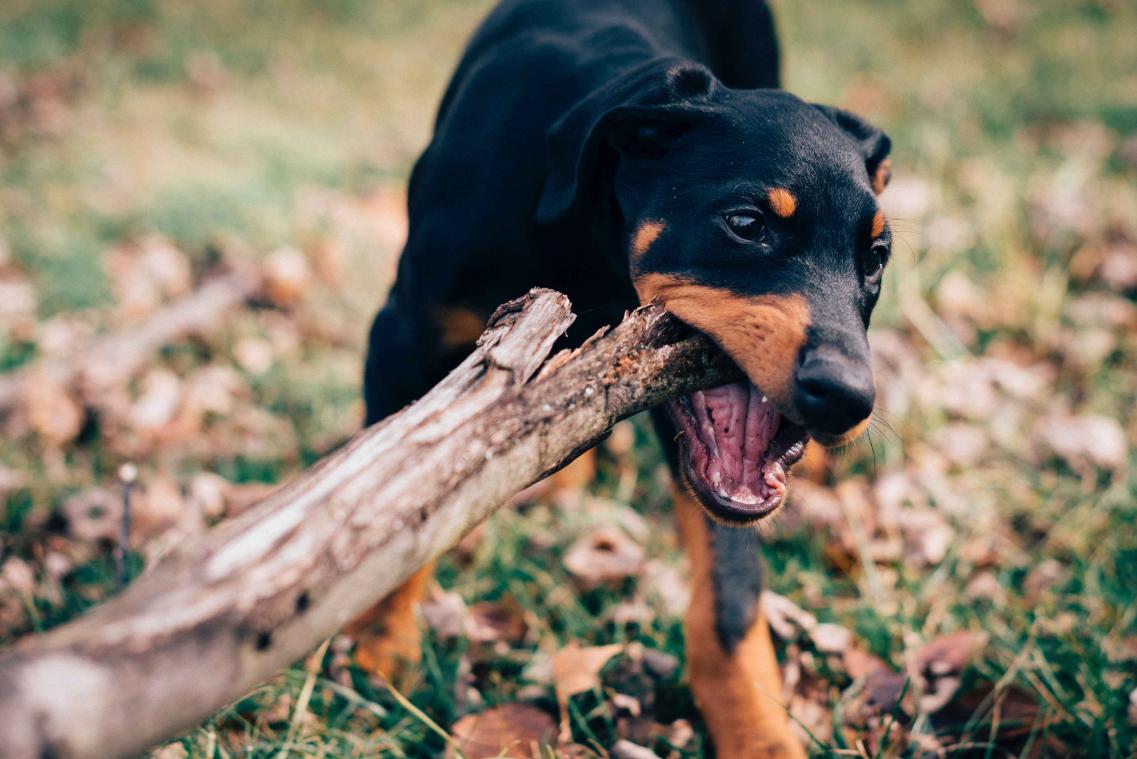 Spelen met een stok kan gevaarlijk zijn voor een hond