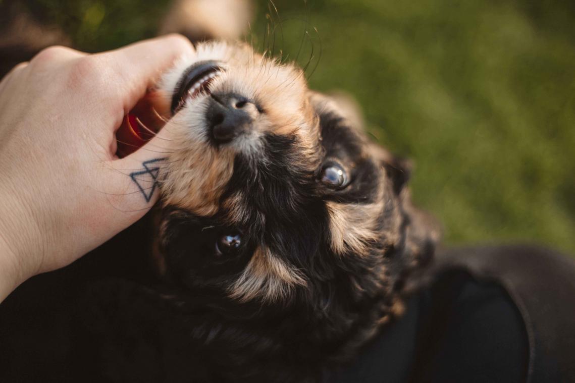 Jongen beoordeelt op Twitter honden die hij aait