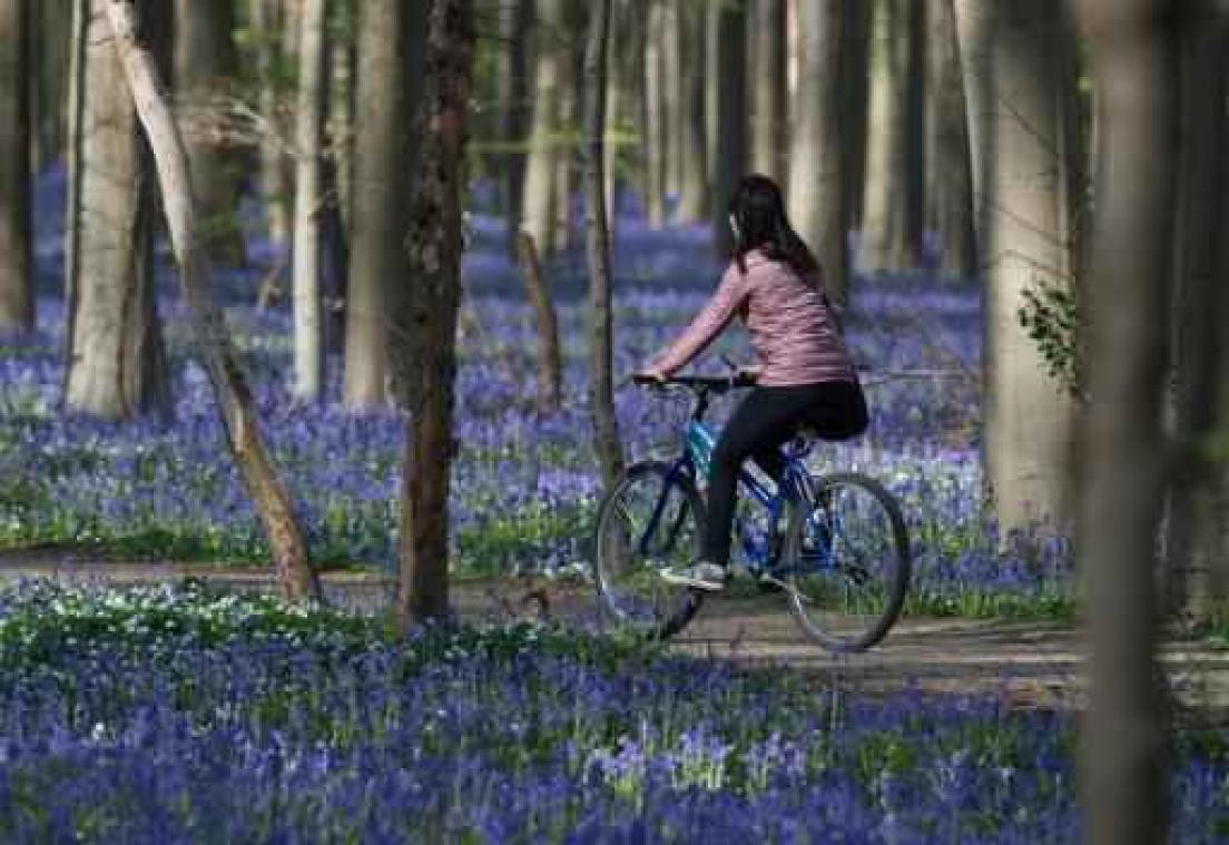 Meer dan 85 hectare ligt te wachten op bebossing in Vlaanderen