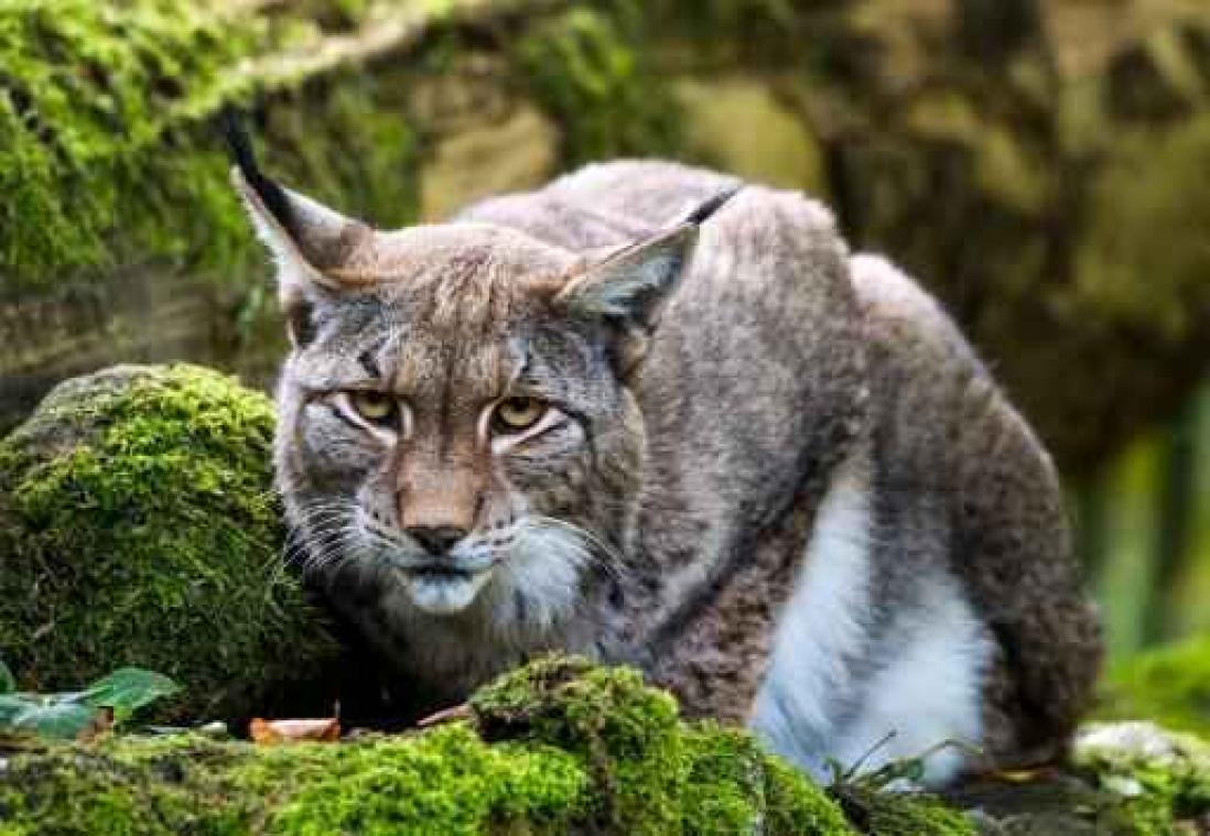 "Zo goed als zeker lynx in Vlaanderen"