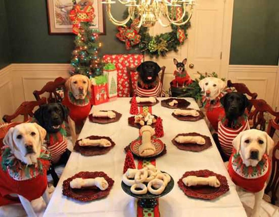 Hond mag ook vrienden uitnodigen op kerstfeest