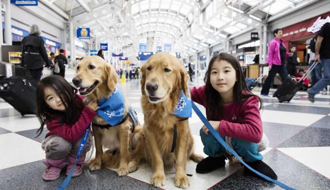 Honden moeten overspannen reizigers kalmeren