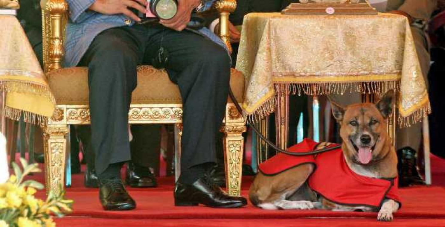 Hond van Thaise koning overleden