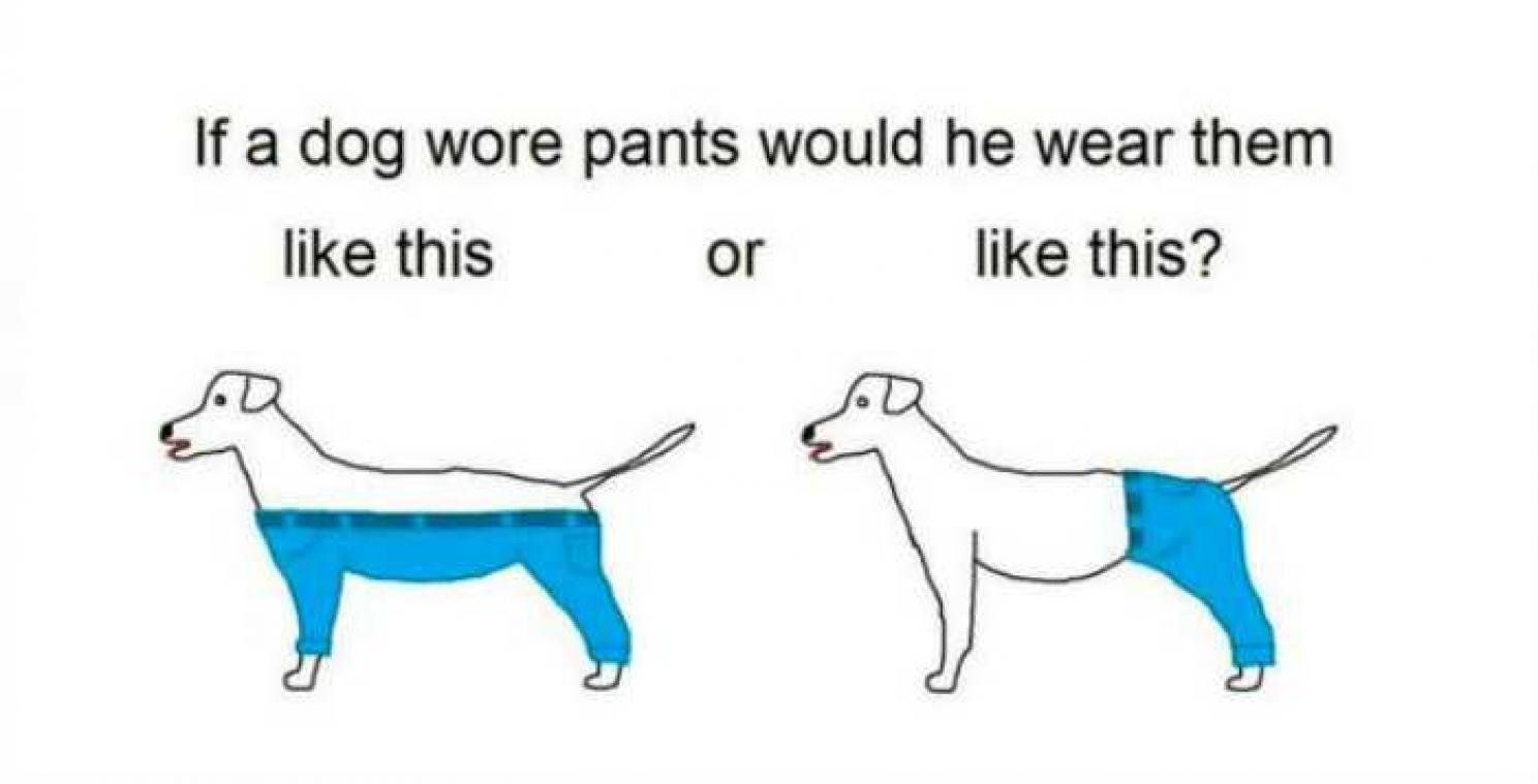 Nieuwe discussie houdt internet in de ban: hoe zou een hond een broek dragen?