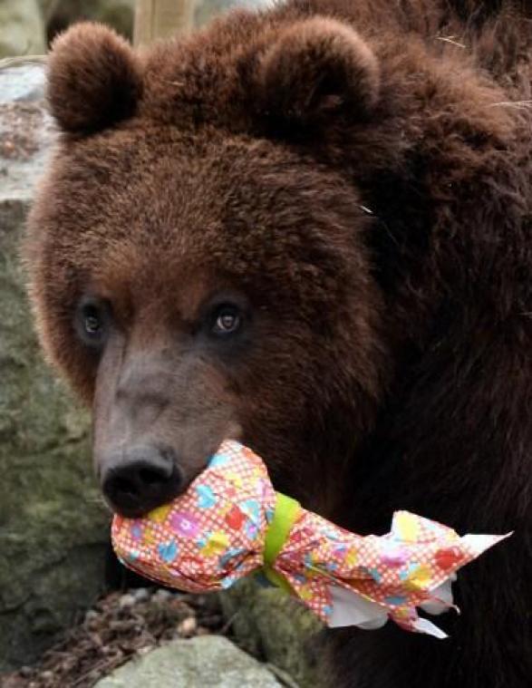 Jacht op grizzly's weer toegestaan in Wyoming