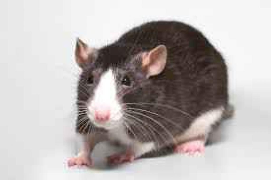 Langeafstandsvlucht keert terug door een rat