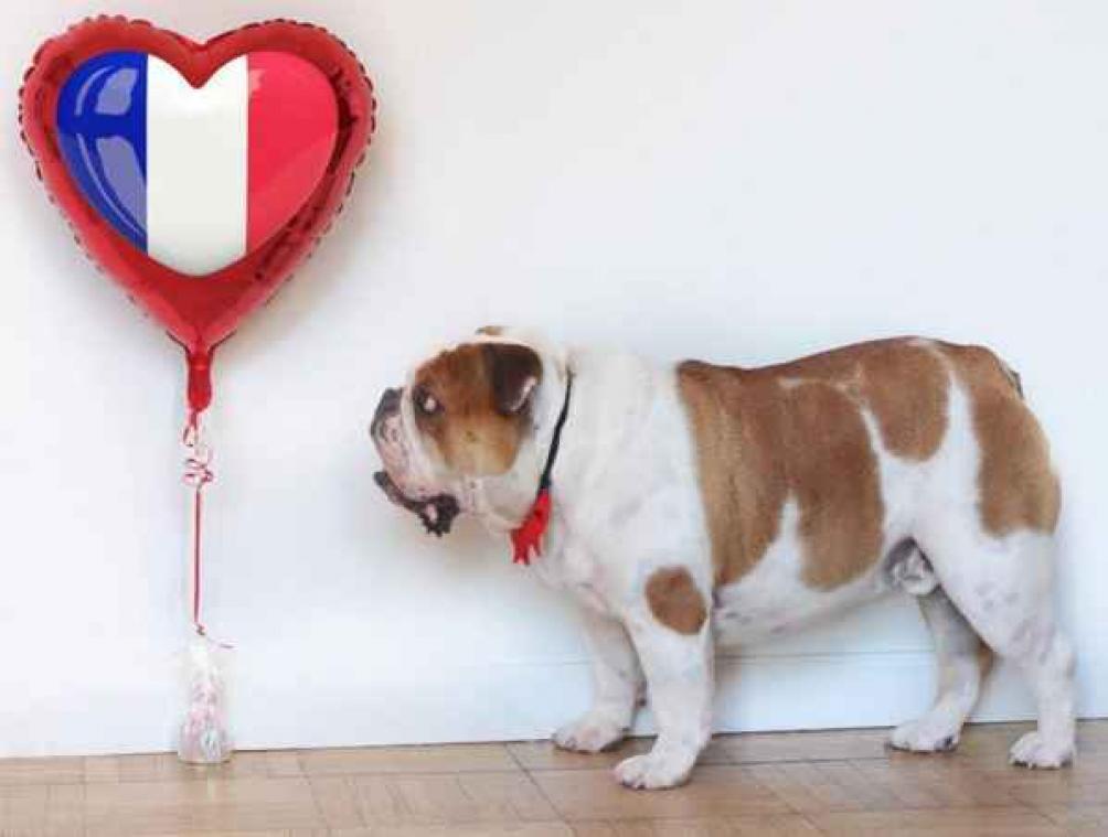 Dit zijn de tien leukste honden op Instagram