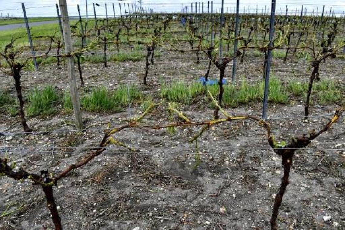 Wijngaarden van Bordeaux en Cognac zwaar door hagel getroffen