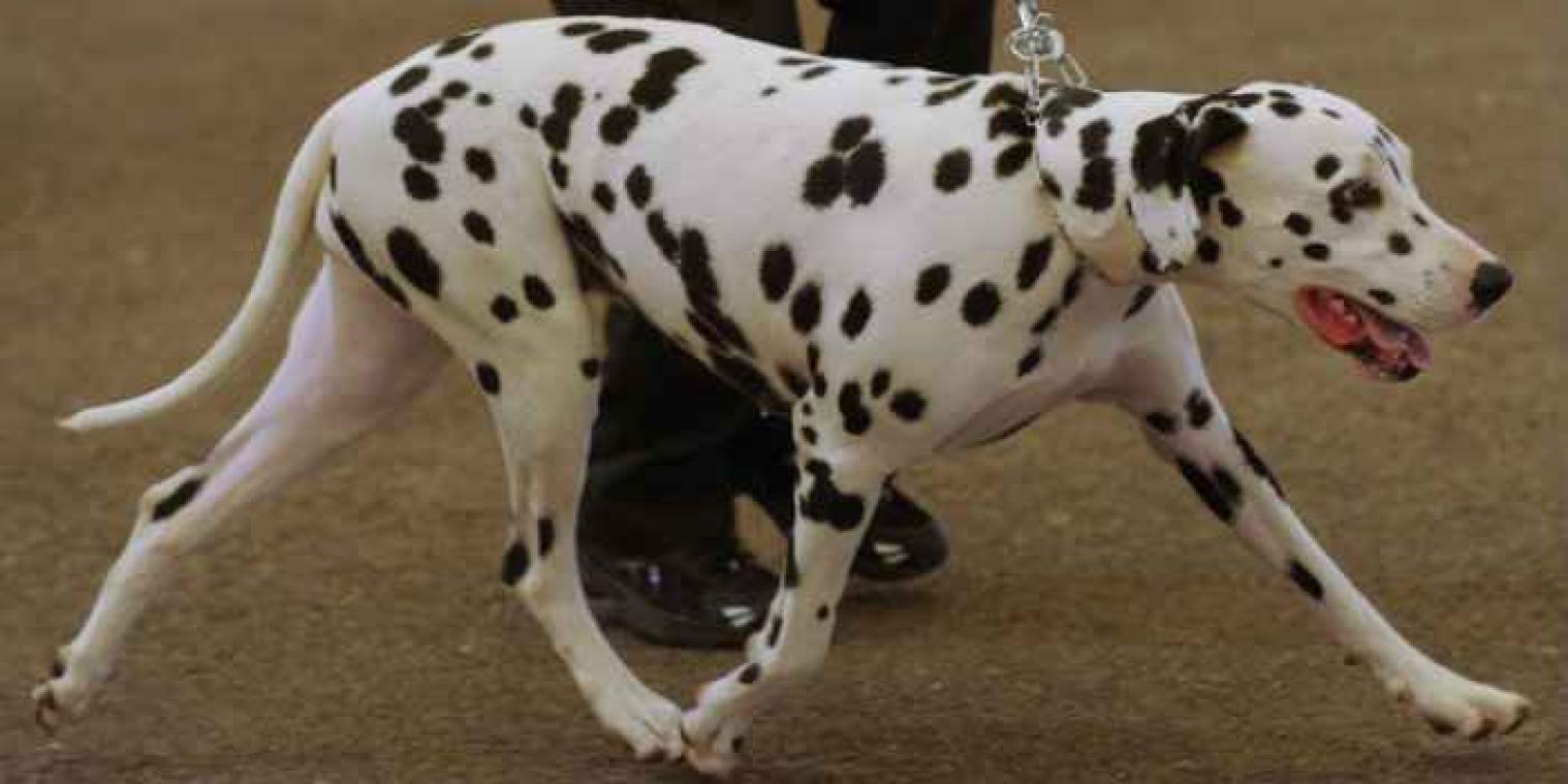 Hond opgeroepen om te getuigen in moordzaak 