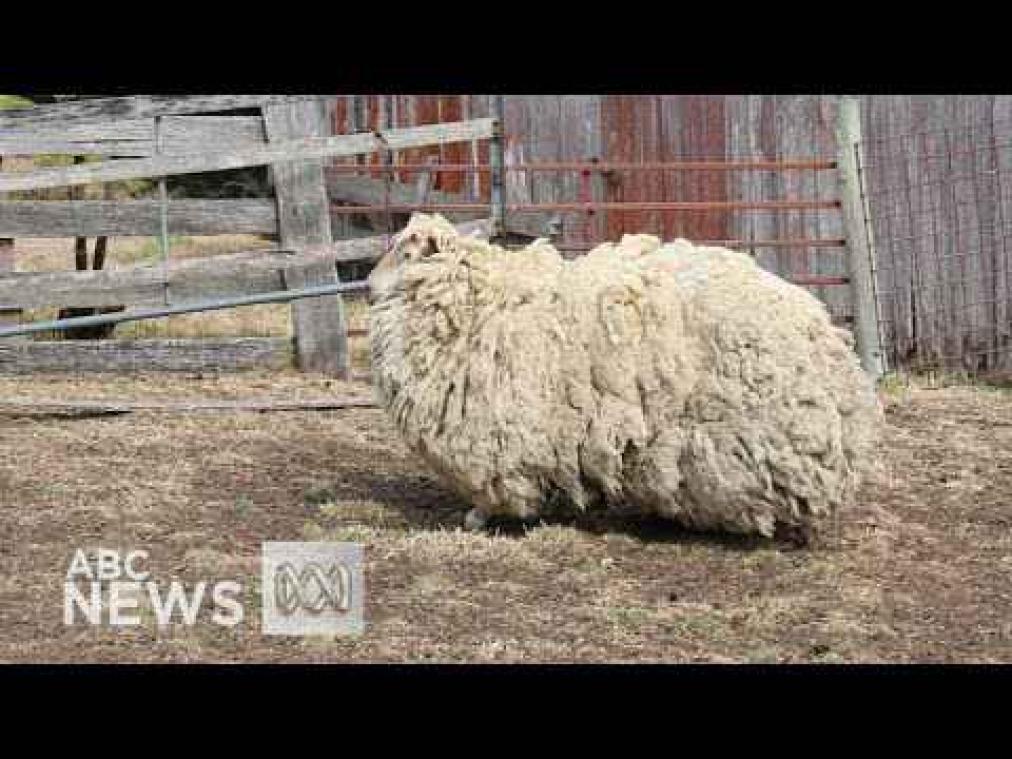 Verloren gelopen schaap levert 22 kilo wol op