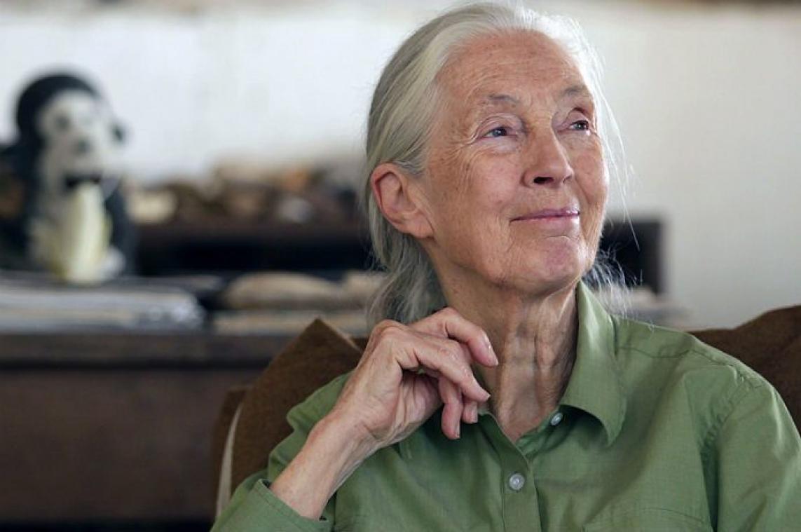 Jane Goodall: "Ik vind een zoo geen noodzakelijk kwaad"