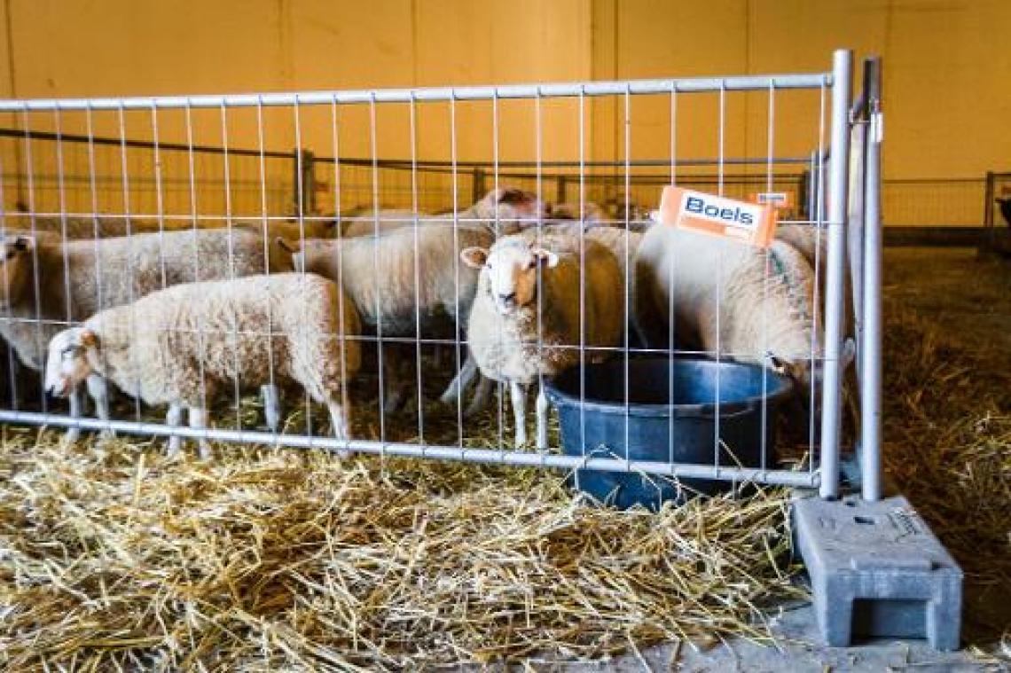 Vlaams verbod op onverdoofd slachten op tijdelijke slachtvloeren houdt stand
