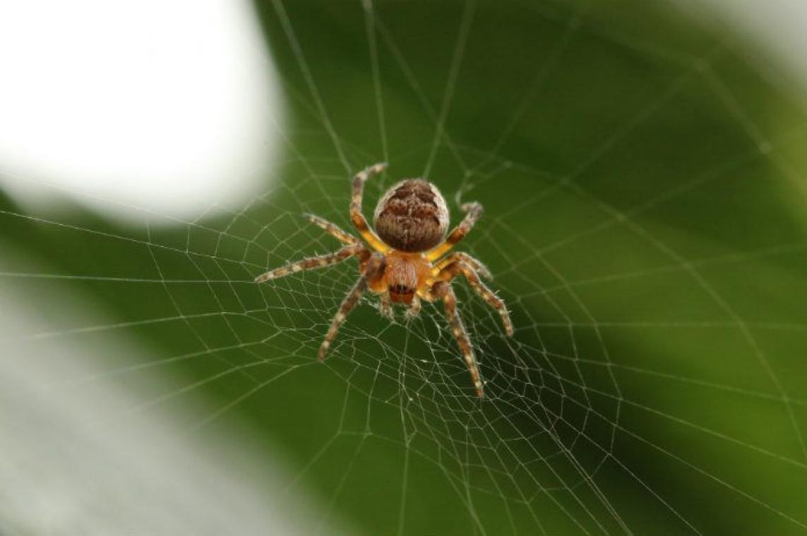 Dit is waarom je spinnen beter niet dood maakt