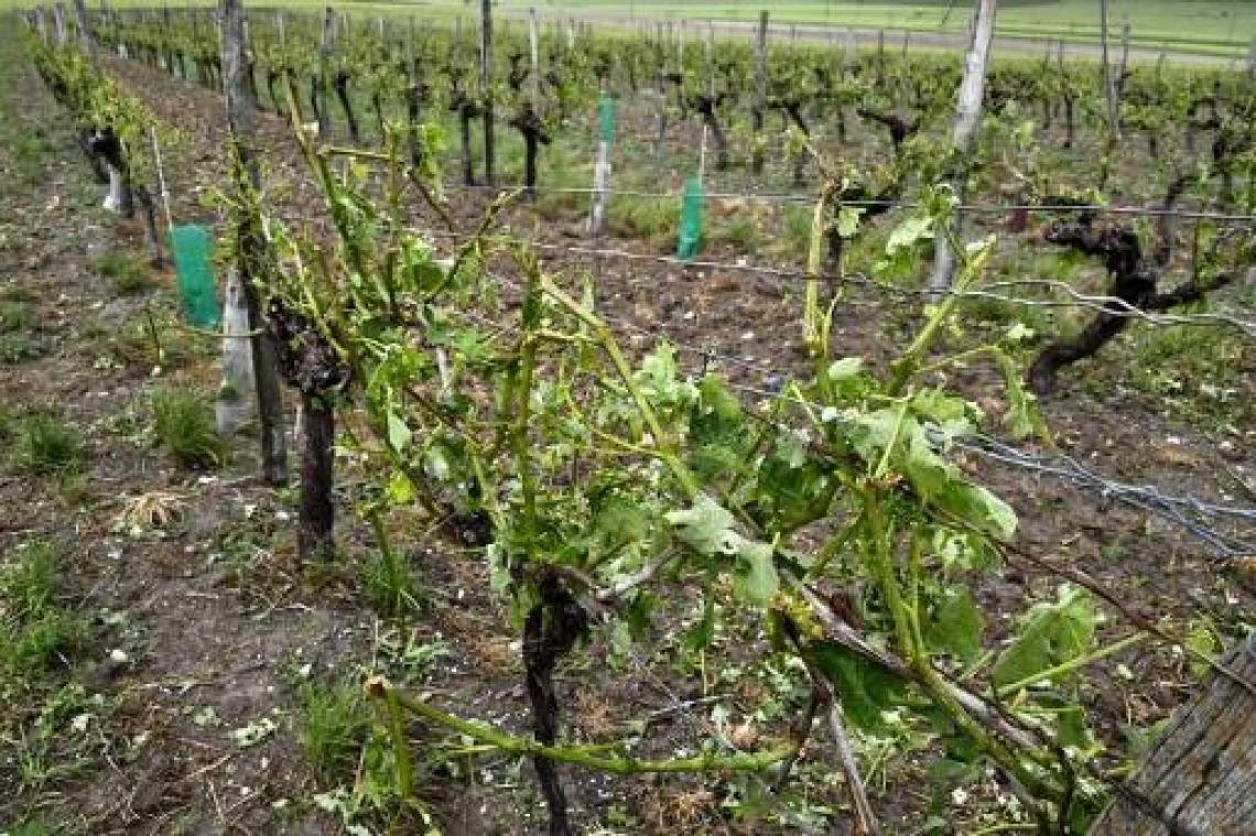 17.000 hectare aan wijngaarden in Bordeaux en Cognac beschadigd door hagel