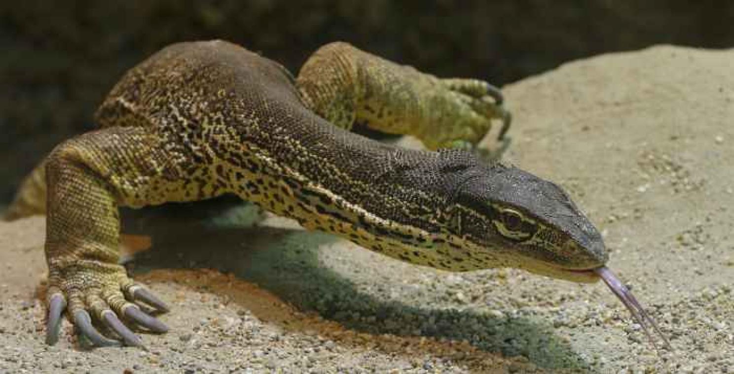 Australische varanen krijgen levensnoodzakelijke dieettip
