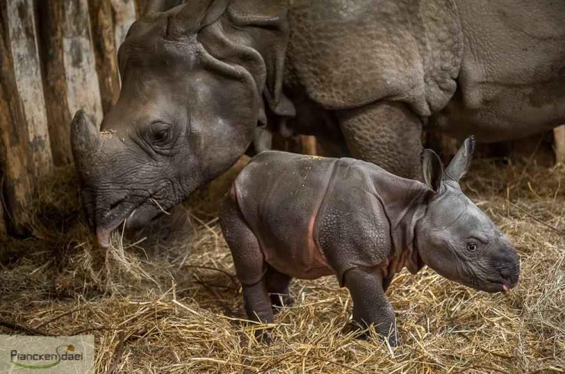 Planckendael verwelkomt pasgeboren neushoornbaby