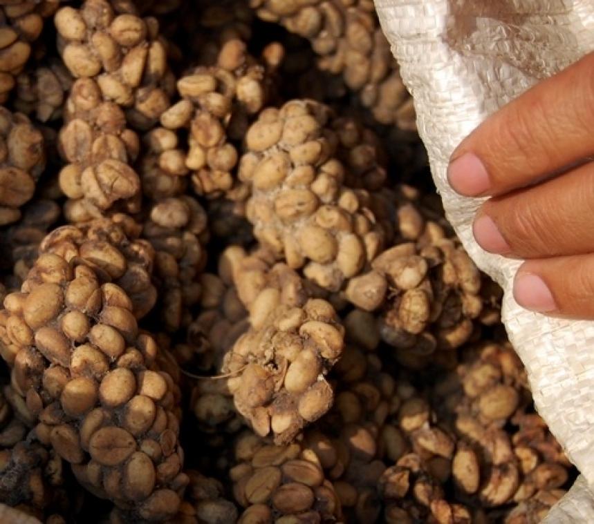 Duurste koffie ter wereld is gemaakt van... uitwerpselen