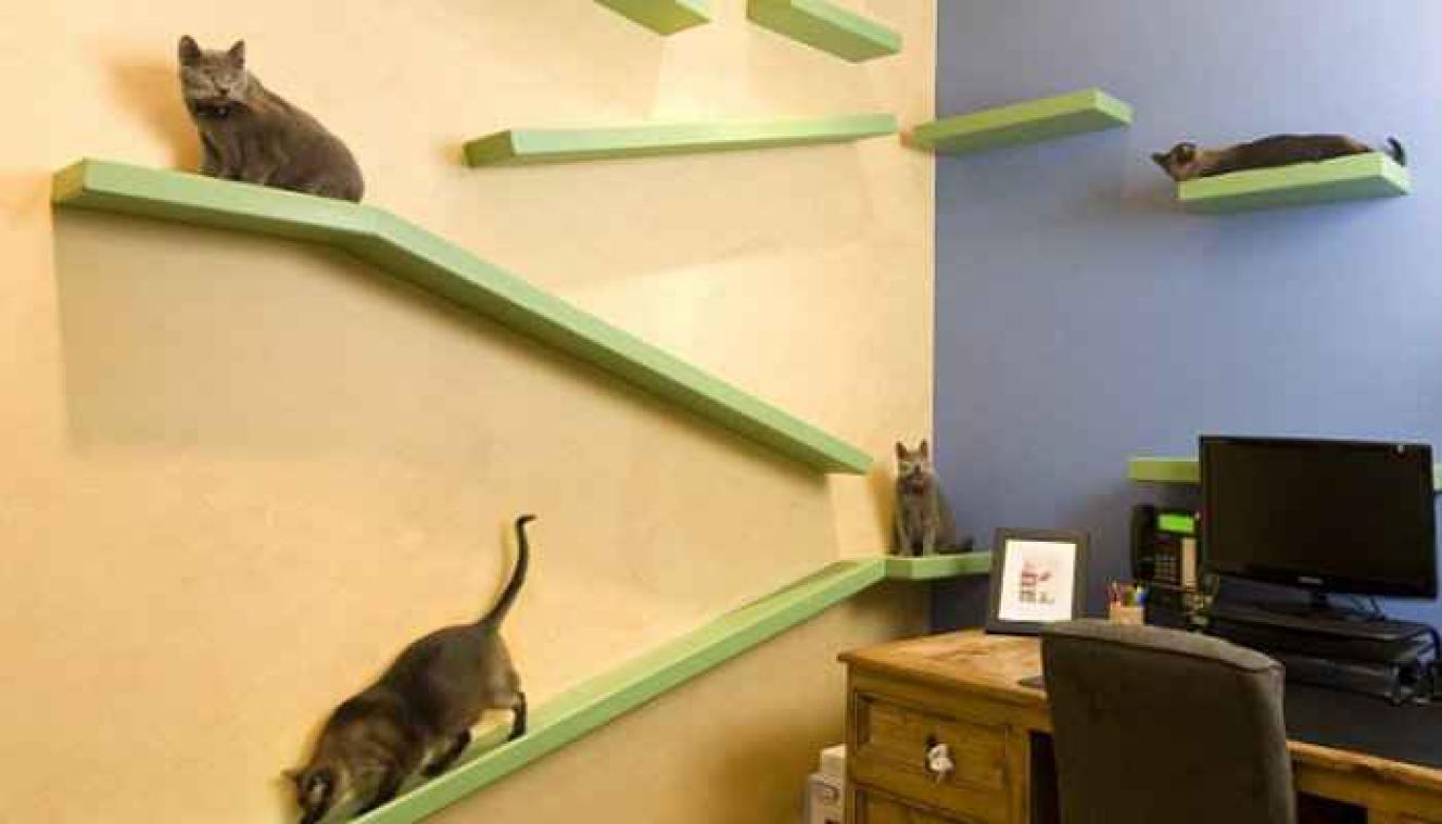 Dit huis is een paradijs voor 18 katten