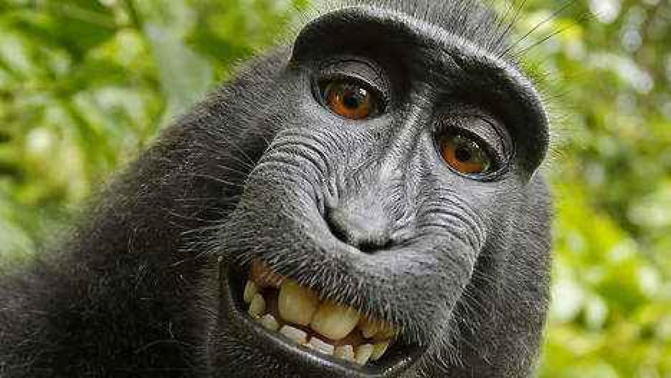 Aap krijgt geen auteursrecht op selfies
