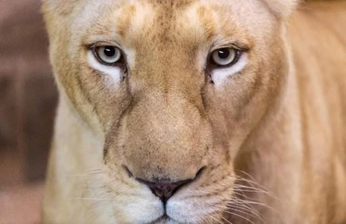 Vijf roofdieren ontsnapt uit Duitse dierentuin nabij Belgische grens